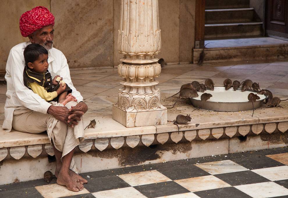 Храм крыс в индии: к ним приходят поклониться (фото)