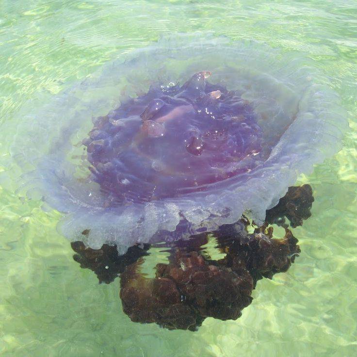 Медузы в тайланде – сезон и места появлений, что делать, если укусила