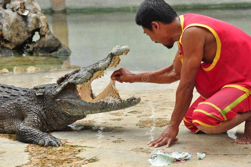 Сиамский крокодил | мир животных и растений