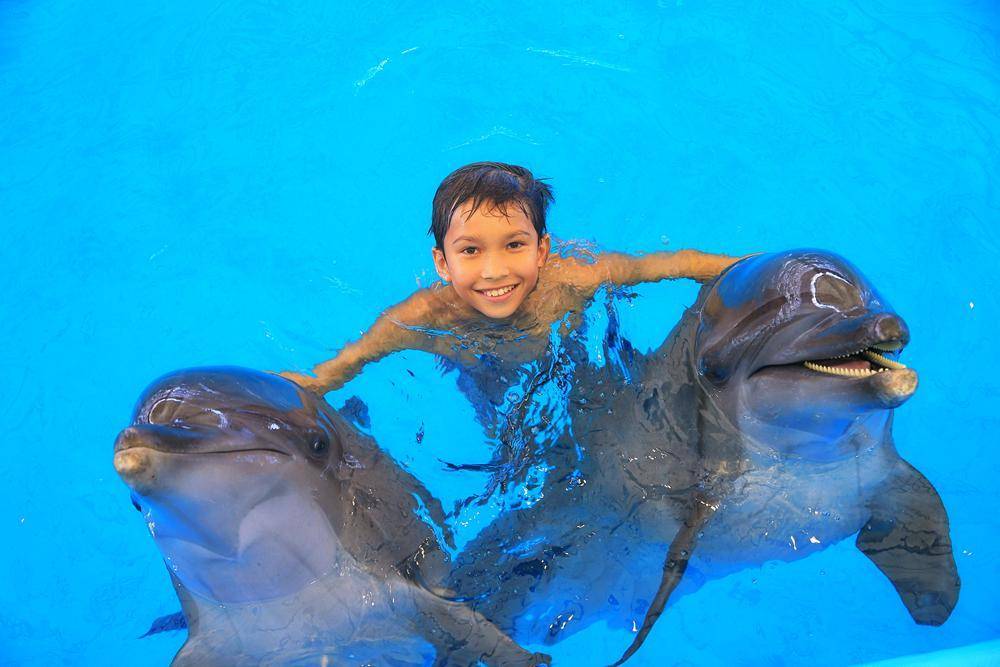 Дельфинарий dolphin world, шоу и купание с дельфинами в паттайе