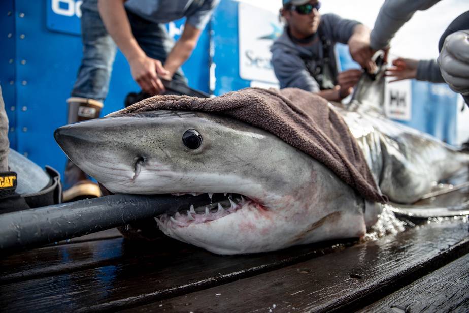 Акулы в таиланде: где обитают и опасны ли они для отдыхающих?