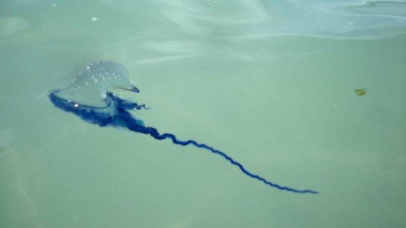 Есть ли медузы на пхукете и стоит ли их бояться