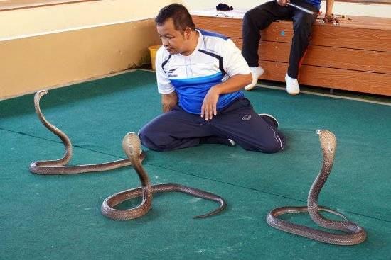 Какие змеи водятся в тайланде