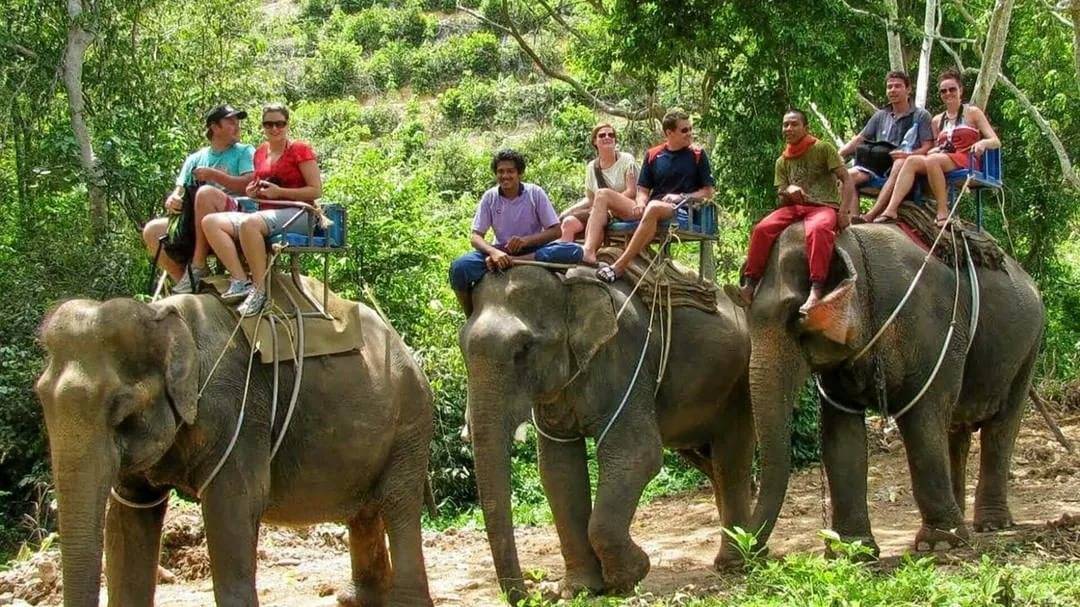 Заповедник «убежище слонов» на пхукете | easy travel