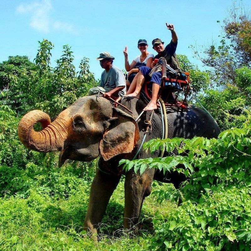 Заповедник слонов phuket elephant sanctuary, пхукет, таиланд. отели рядом на карте, фото, видео, отзывы, как добраться — туристер.ру