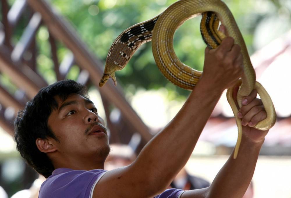 Змеи в таиланде: описание, фото. опасные змеи таиланда  — новости оптом