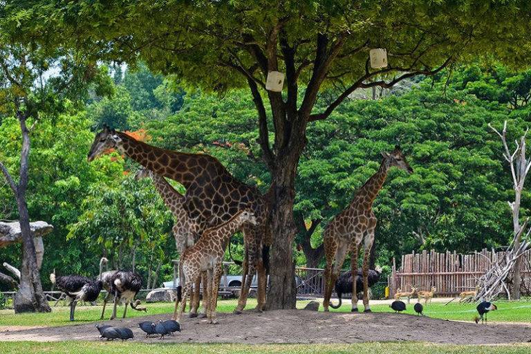 Зоопарк кхао кхео в паттайе (khao kheow open zoo) | наши путешествия