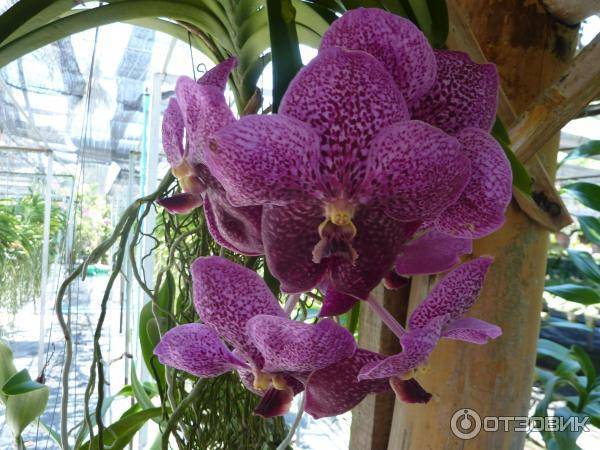 Ферма орхидей siriporn orchid pattaya, паттайя. отели рядом, фото, видео, как добраться — туристер.ру