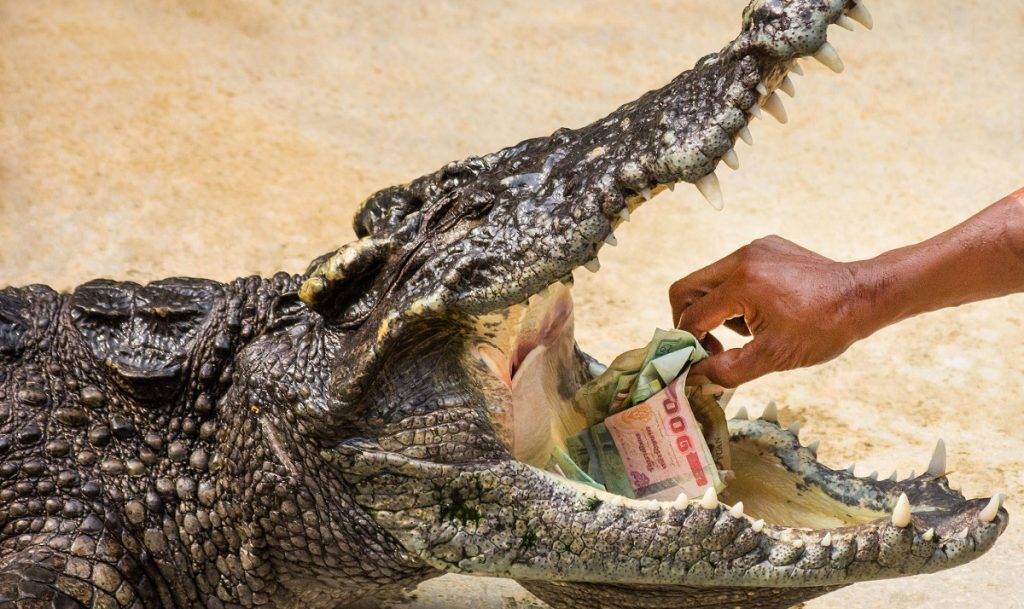 Сиамский крокодил — описание вида, ареал обитания, образ жизни и интересные факты
