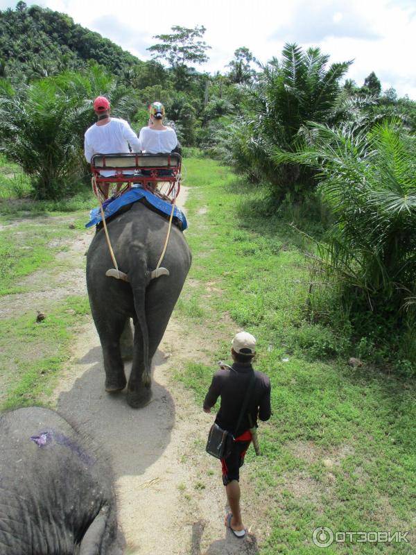 Катание на слоне пхукет | elephant trekking tours in phuket