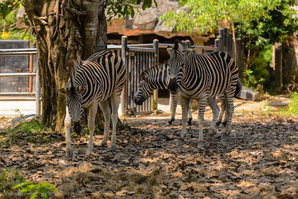 Экскурсия в зоопарк кхао кхео в паттайе. новый взгляд на общение человека с животными