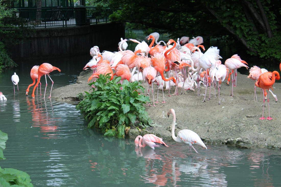 Невероятный зоопарк хеллабрунн в городе мюнхене