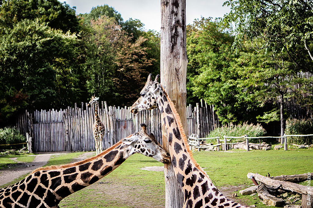Лейпцигский зоопарк – прекрасный отдых для детей и взрослых