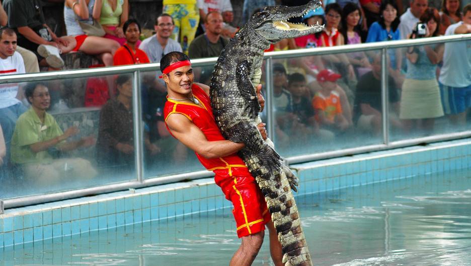 Крокодилы в тайланде. надо ли бояться туристам этих «собачек» — ватдитай