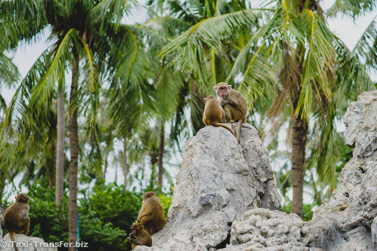 Остров обезьян возле нячанга - как добраться и что там смотреть