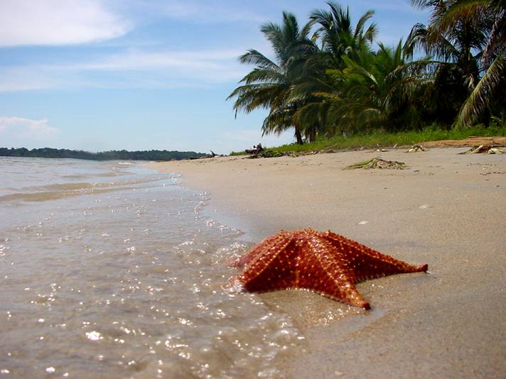 Пляж морских звезд (Starfish beach)
