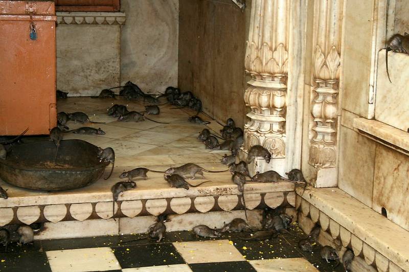 Храм крыс в индии: такого вы еще не видели