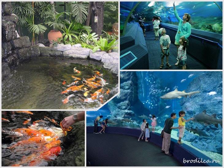 Новый океанариум на пхукете (aquaria phuket thailand) » journey-assist
