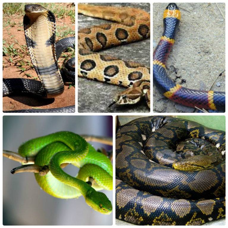 10 красивейших змей планеты (14 фото)