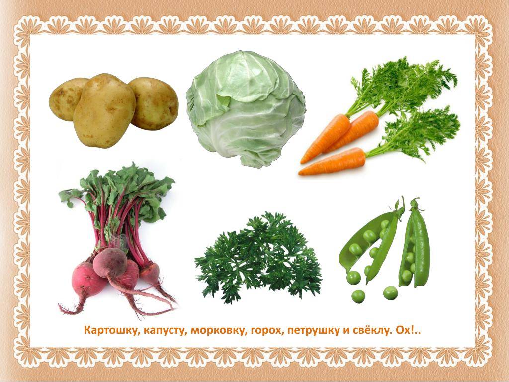 Про репку и другие корнеплоды 1 класс. Зеленые овощи для детей. Овощи картофель морковь лук капуста свекла. Овощи корнеплоды для детей. Картофель морковь капуста.