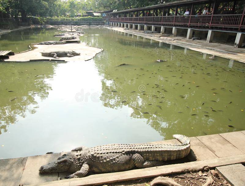 Крокодиловая ферма в паттайе как доехать самостоятельно. сады паттайи. что лучше – самостоятельное посещение или экскурсия
