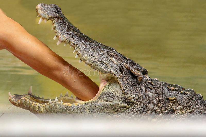 Настольная игра крокодил  – изобразите крокодила жестами
