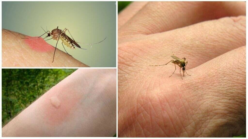 Комары в тайланде описание, опасность для туристов, меры защиты!