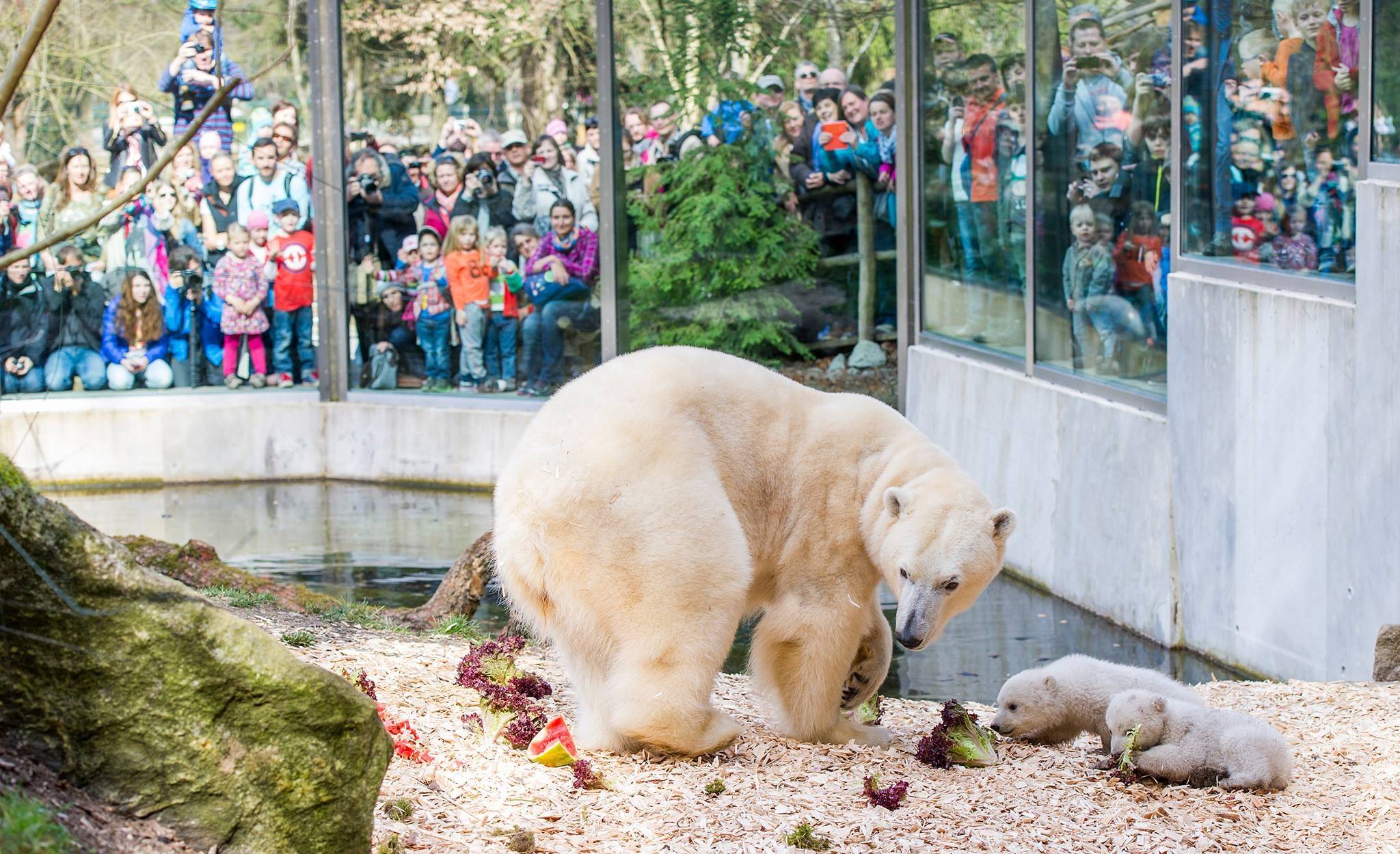 Зоопарк хеллабрунн - википедия