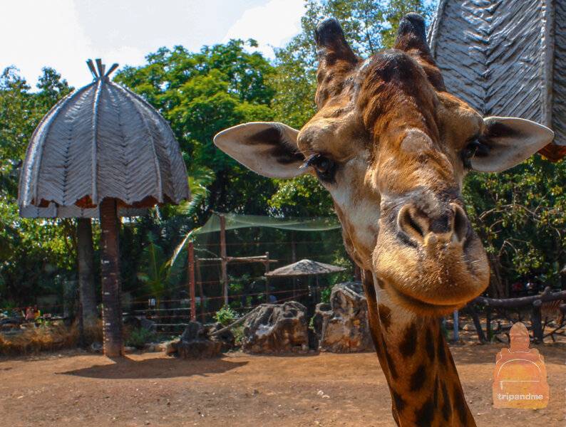 Стоит ли идти в зоопарк бангкока с ребенком и без