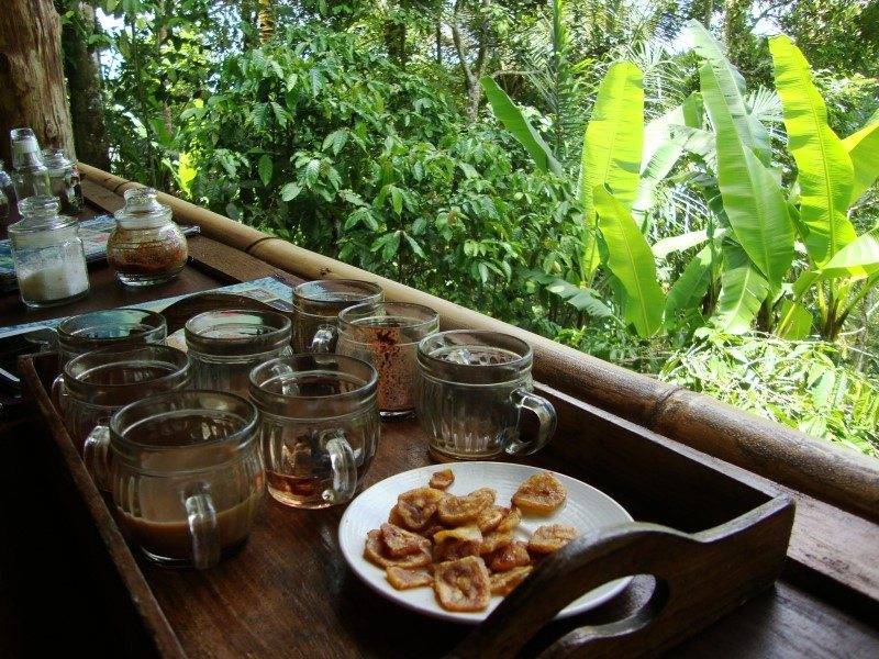 Кофейные плантации satria coffee plantation