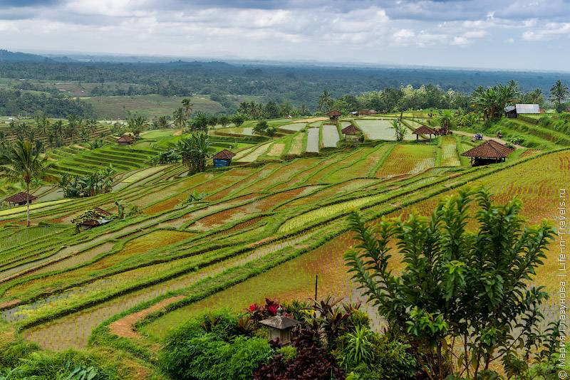 Рисовые террасы тегаллаланг, индонезия — обзор