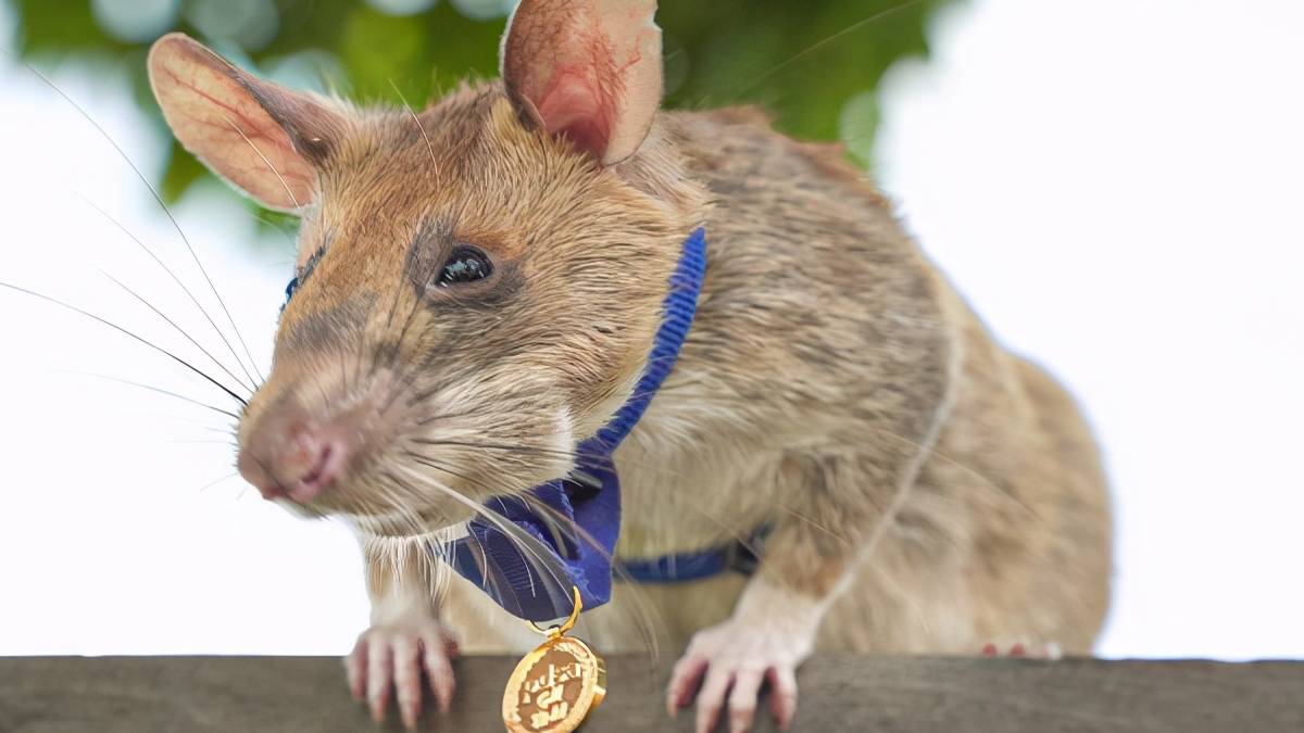Все о крысе дамбо: описание, виды, уход и содержание, чем кормить