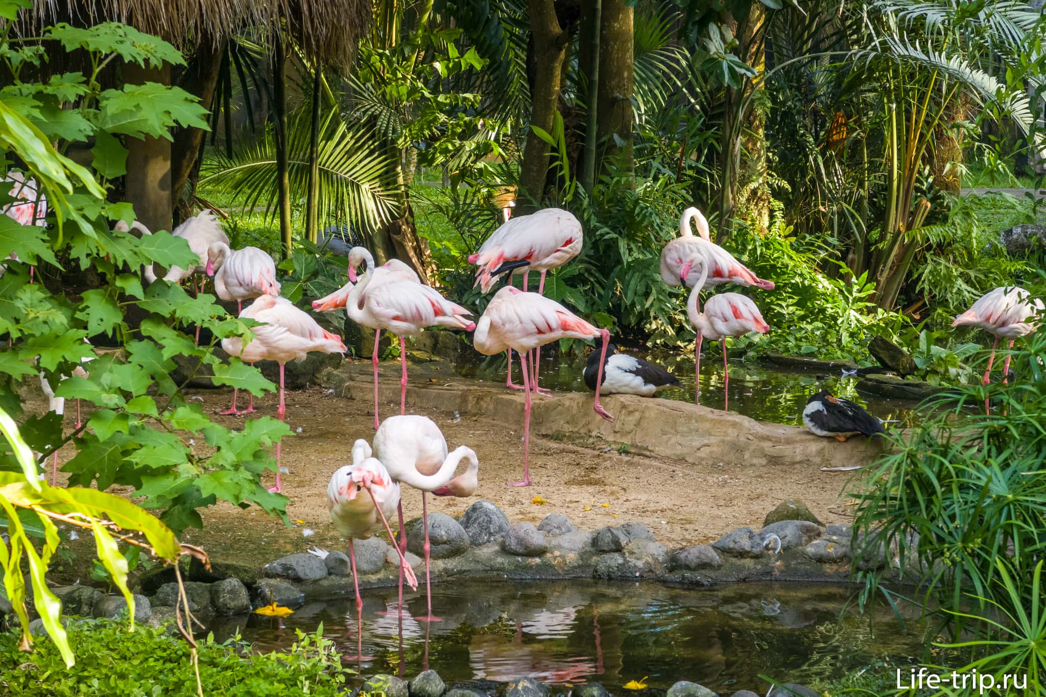 Парк птиц на бали (bali bird park) — место обитания более 250 видов птиц из разных стран