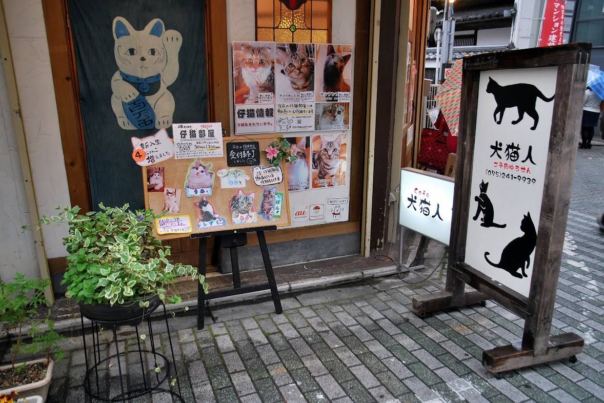 Кафе с кошками и котами | прогулки по японии в cat cafe | кофе блог - кофе-блог: всегда в гуще событий