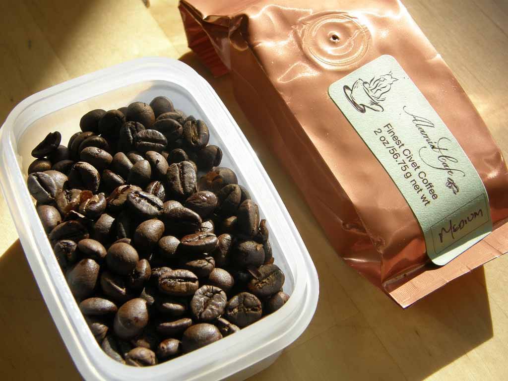 Как растет кофе на бали, и как делают кофе лювак