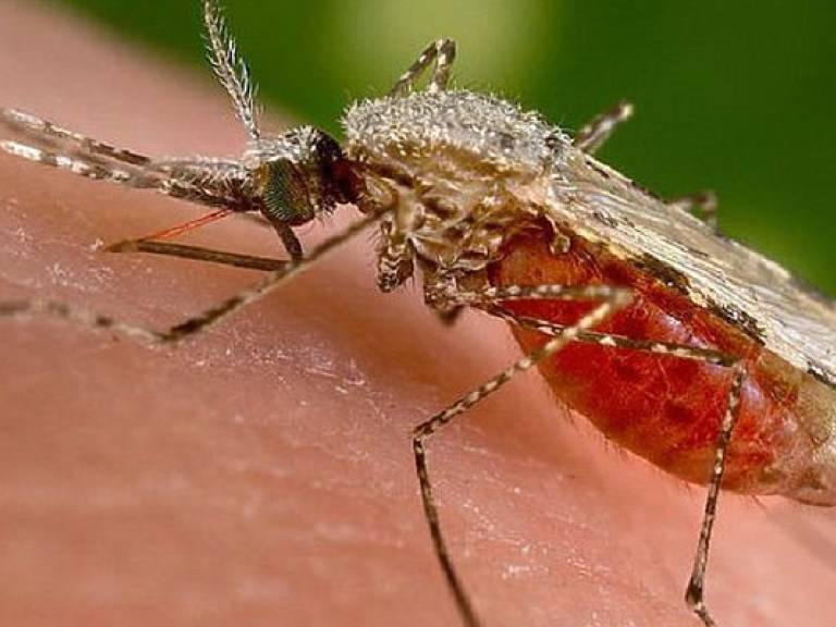 Комары в таиланде: 12 советов и хитростей для общей войны - thailand-trip.org