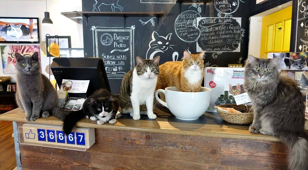 Кошачьи кафе в токио (топ-12)