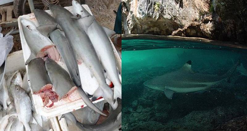 Есть ли акулы в сиамском заливе - всё о тайланде
