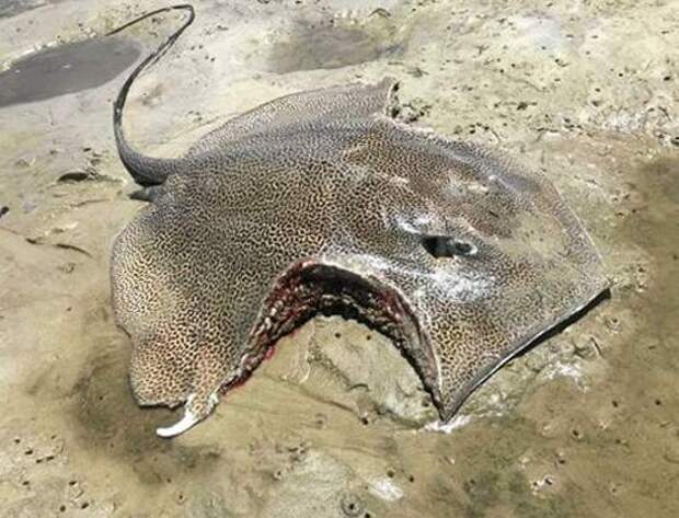 Рыба морской кот — описание и интересные факты о морском коте