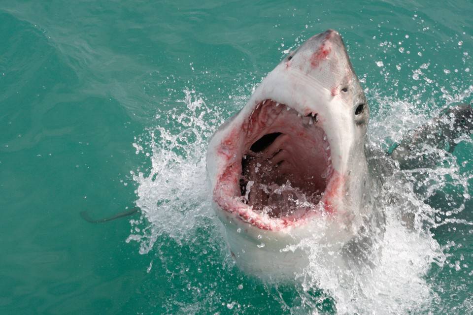 Есть ли акулы в средиземном море? виды, опасность для человека • вся планета