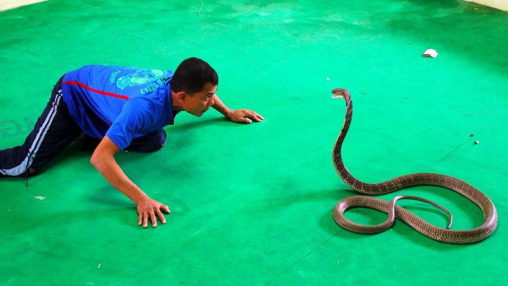 «милые» змеи тайланда. все ли так страшно?