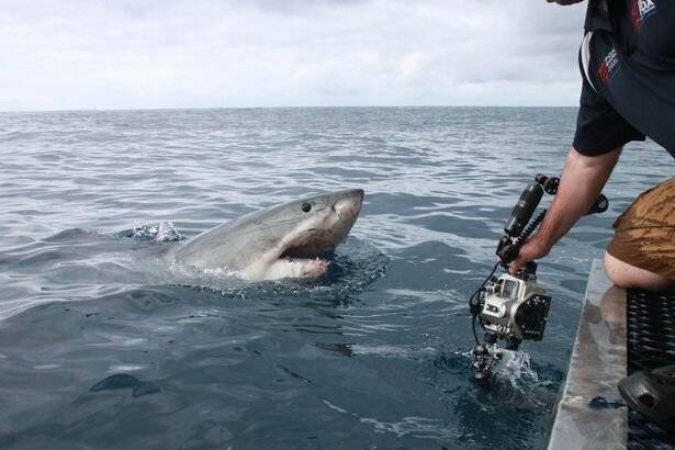 Нападения акул в японском море ∞ лагуна акул