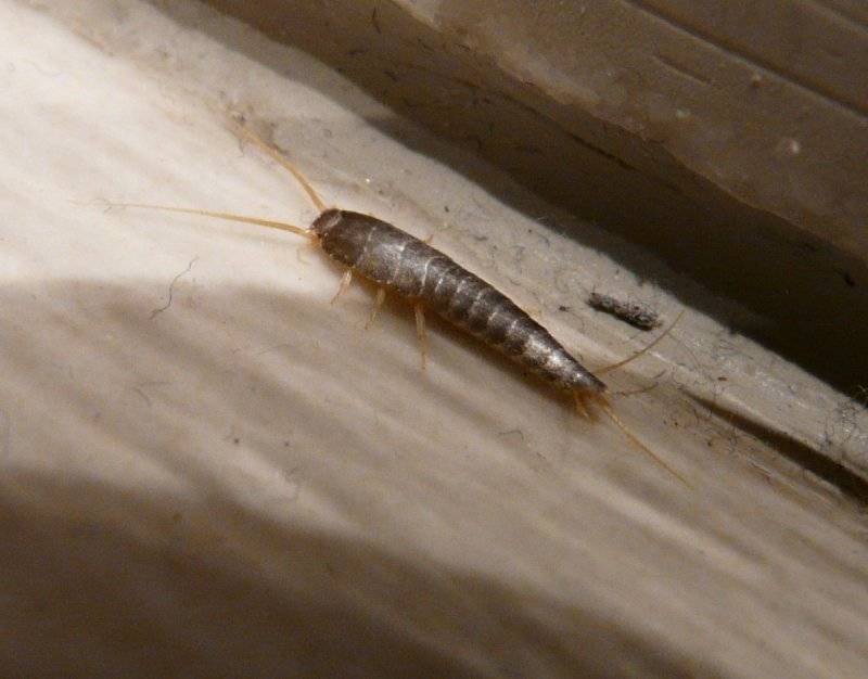 Какие домашние насекомые живут в вашей квартире? (фото)