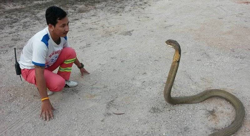 Укус змеи в тайланде. куфия, кайт и кобра