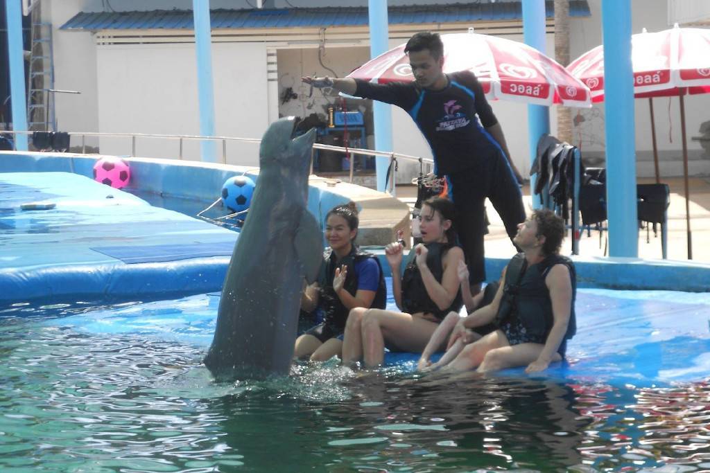 Купание с дельфинами в паттайе - всё о тайланде