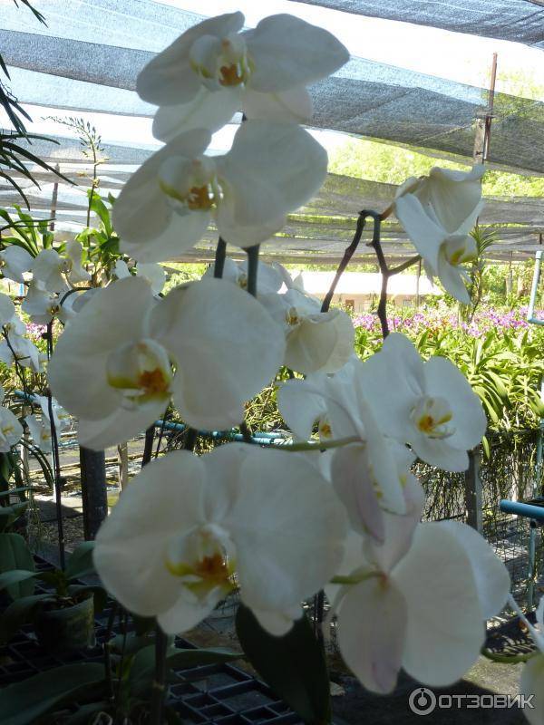 Сад орхидей на пхукете: адрес, время работы, как добраться, стоимость, карта.