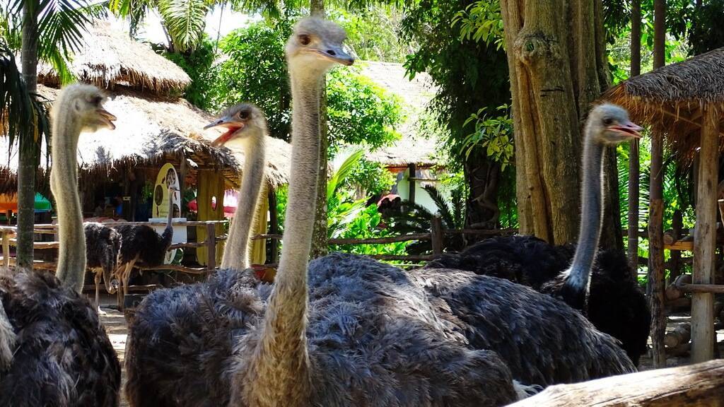 Зоопарк кхао кхео в паттайе, лучший в таиланде, отзывы и как добраться
