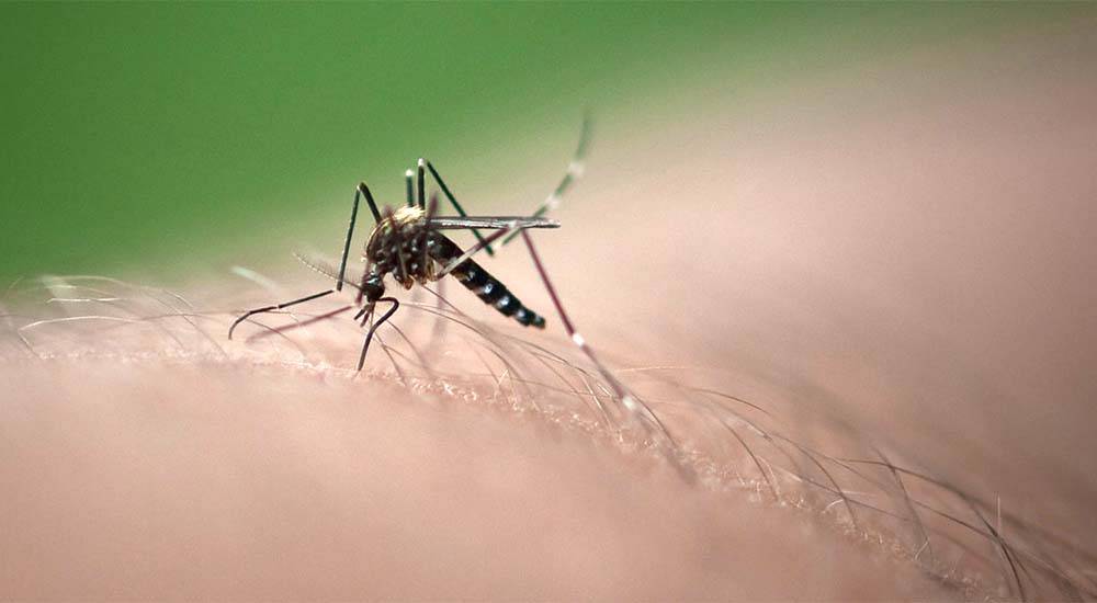 Комары в тайланде - что переносят и как от них защититься