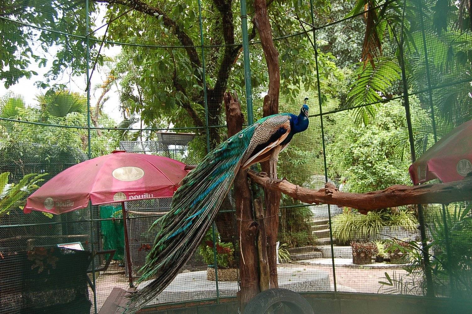 Зоопарк пхукет. Зоопарк на Пхукете. Зоопарк Пхукет 2024. Зоопарк Phuket Zoo. Парадайз парк зоопарк Таиланд.