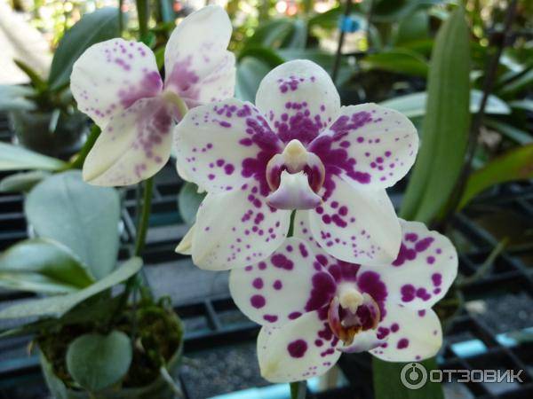 Где в таиланде есть парк орхидей?